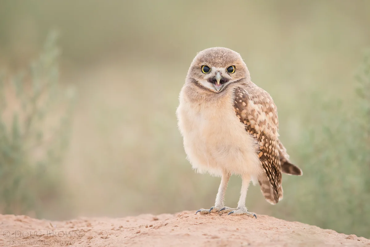 20150627-_A0R1712-Burrowing-Owl-4x6.jpg
