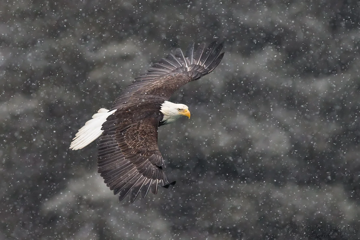 20130310-_A0R0127-Bald-Eagle-crop.jpg