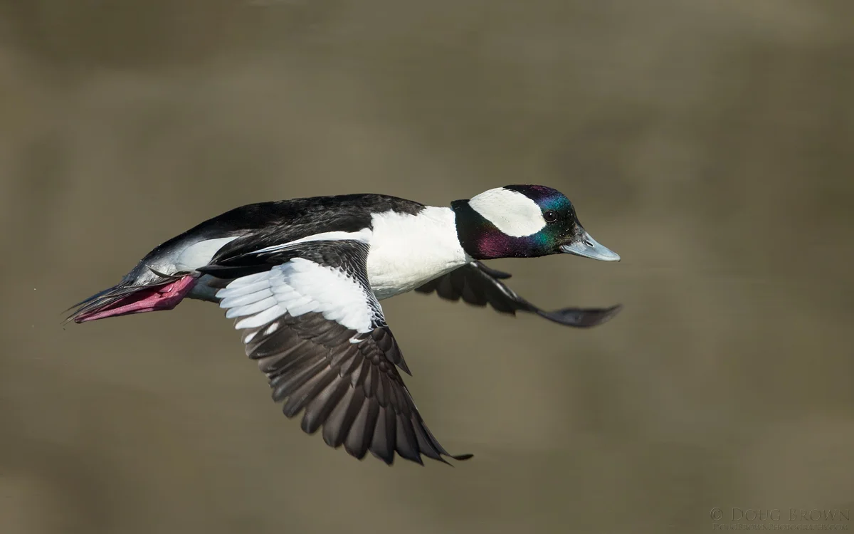 20150305-_A0R2507-Bufflehead-16x10.jpg