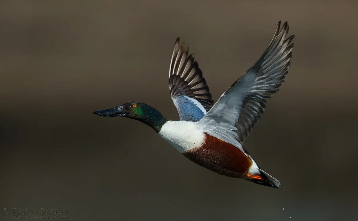 20150304-_A0R1315-Northern-Shoveler-4x6.jpg