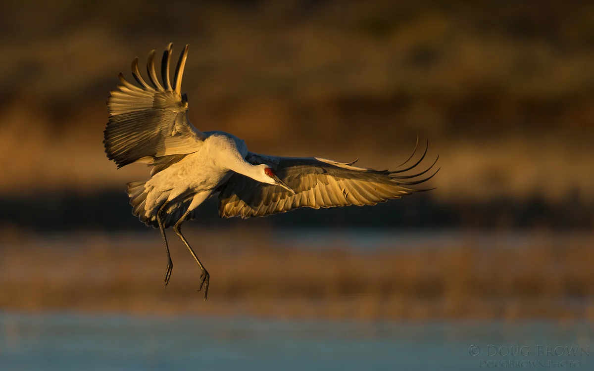 20151203-_A0R6286-Sandhill-Crane-16x10.jpg