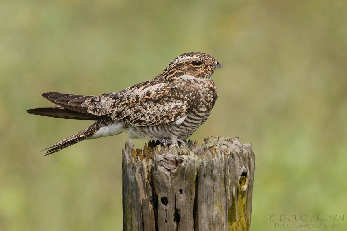 20160427-1C7A5267-Common-Nighthawk-4x6.jpg