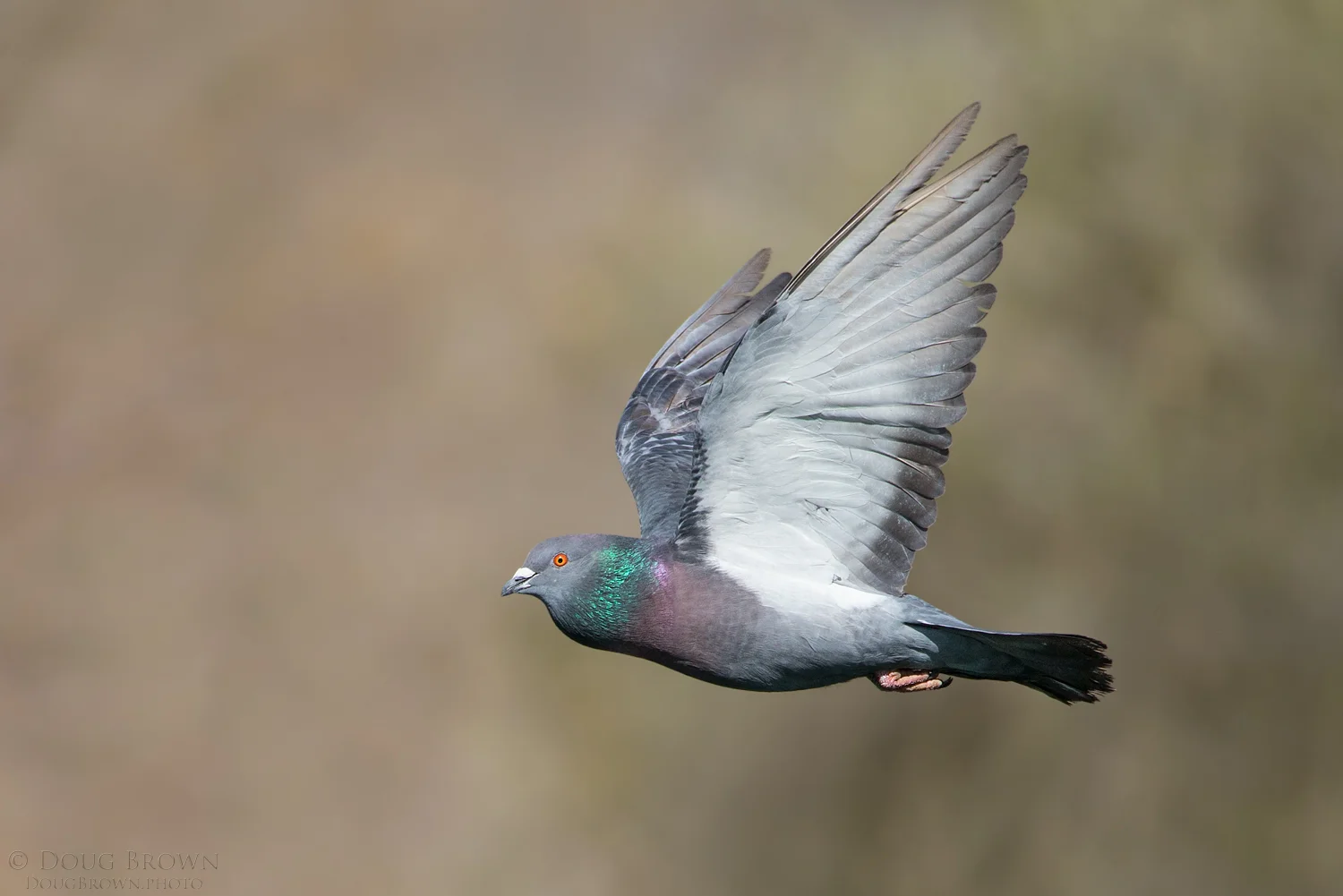 Rock Dove photographed at a local pond. Taken with the 150-600 Contemporary at 600 mm and the Canon 1Dx (f/6.3, 1/4000, ISO 800, hand held)