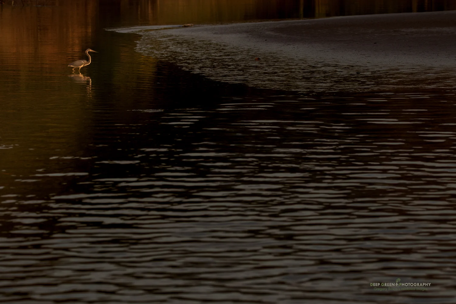 Tricolored Heron