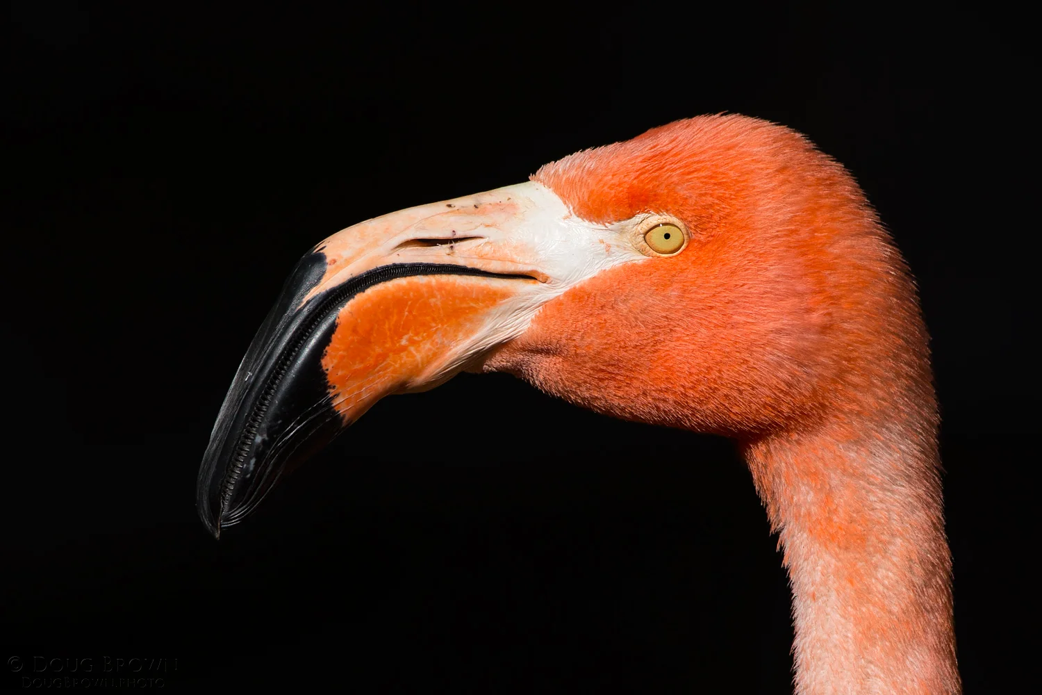 American Flamingo photographed at the Albuquerque Zoo. Taken with the 150-600 Contemporary at 600 mm and the Canon 1Dx (f/9, 1/1250, ISO 400, hand held).