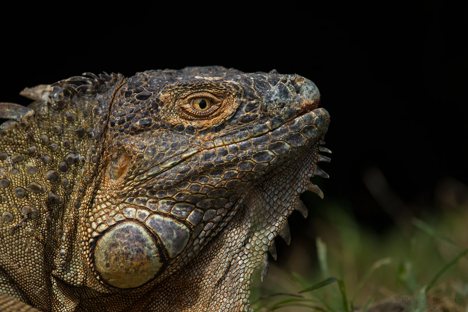 Iguana photographed at eye level in Costa Rica. For this image I used the 150-600 Contemporary at 531 mm and the Canon 1Dx (f/6.3, 1/2000, ISO 400, hand held).