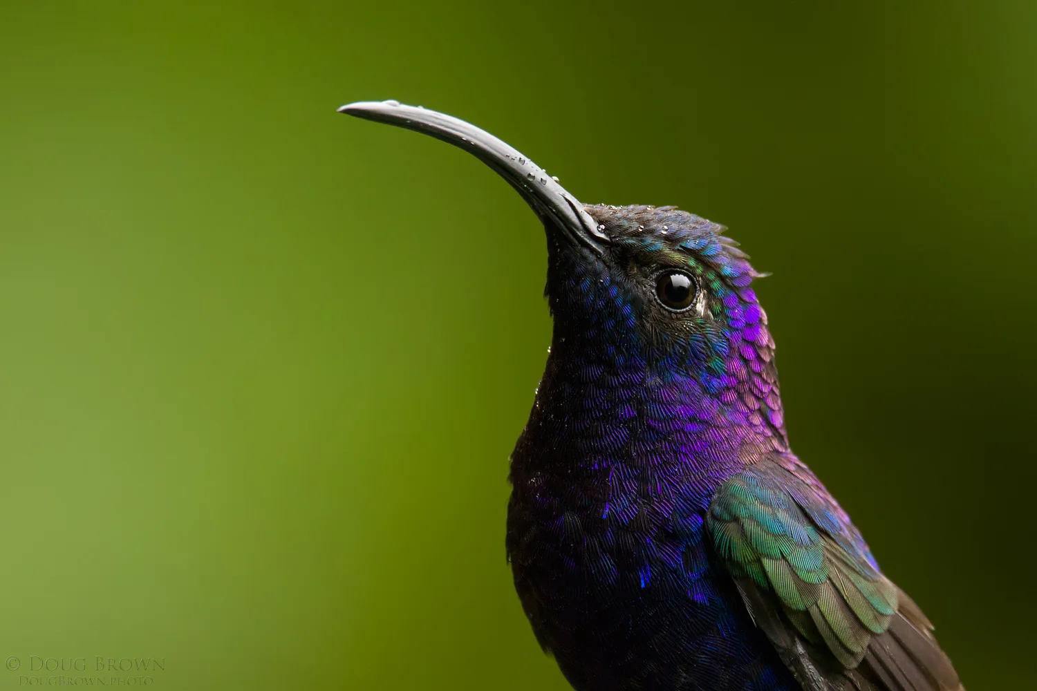 This Violet Sabrewing portrait was captured during our Costa Rica workshop. The image was shot with the 150-600 Contemporary at 600 mm and the Canon 7D Mark II (f/7.1, 1/250, ISO 2000, hand held).