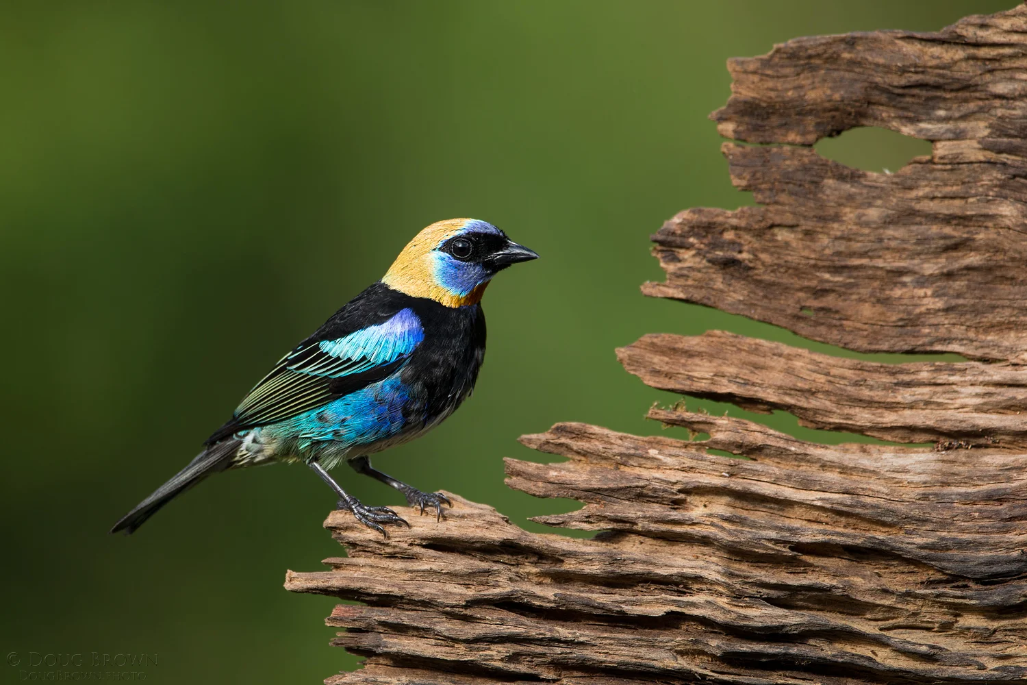 Golden-hooded Tanager from our Costa Rica workshop. The frame was captured using the 150-600 Contemporary at 531 mm and the Canon 1Dx (f/6.3, 1/800, ISO 800, hand held).