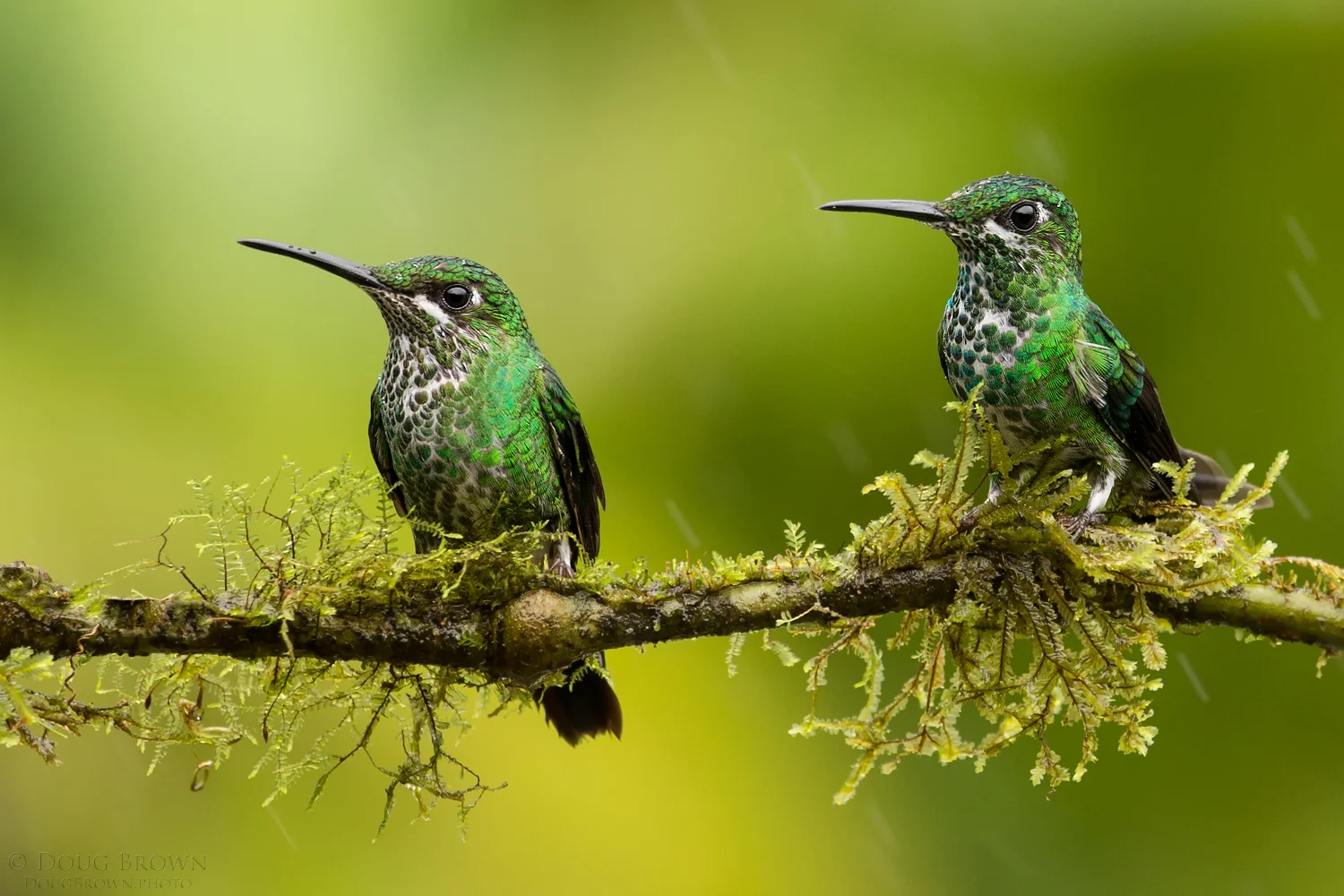 Green-crowned Brilliants in the rain. Here I chose the 150-600 Contemporary at 403 mm and the Canon 1Dx (f/6.3, 1/640, ISO 1600, hand held) to photograph the birds.