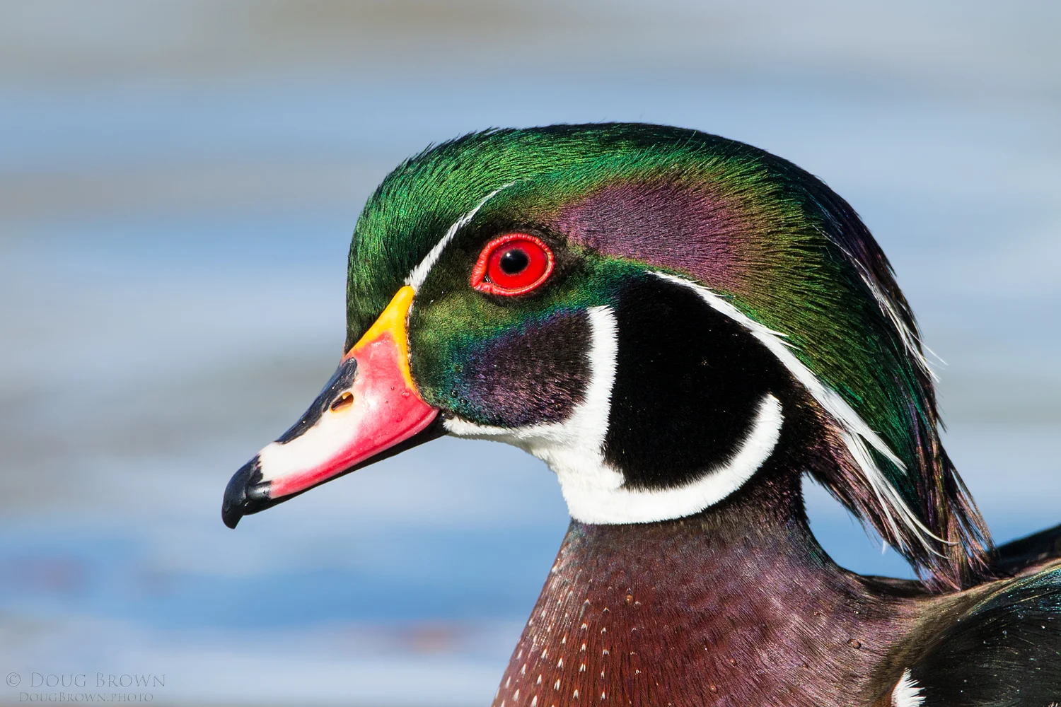 Wood Duck portrait taken at the Albuquerque Zoo recently. Techs for this image are the 150-600 Contemporary at 600 mm and the Canon 1Dx (f/7.1, 1/2000, ISO 800, hand held).