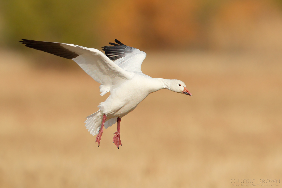 Snow Goose
