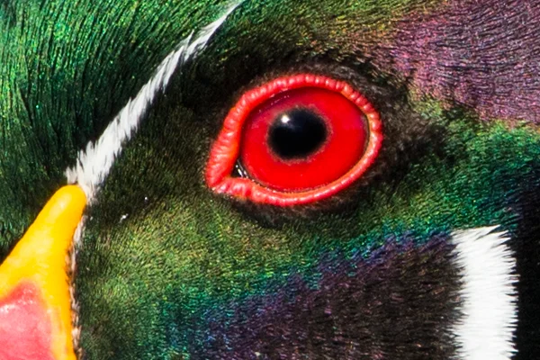 100% unsharpened crop