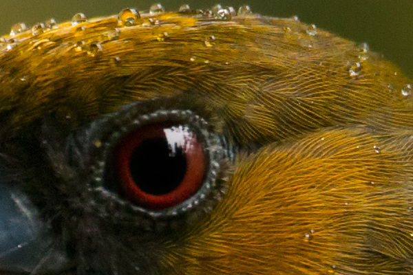 100% unsharpened crop