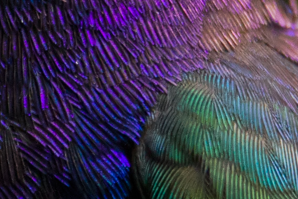 100% unsharpened crop