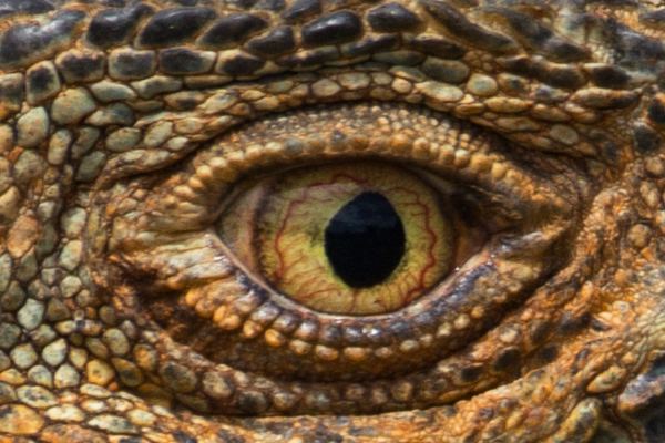 100% unsharpened crop
