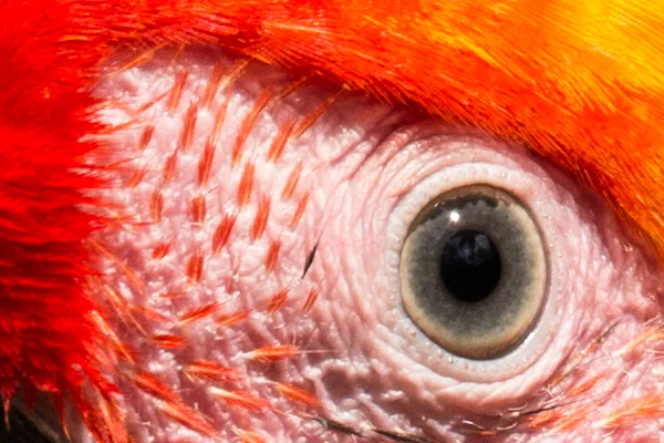 100% unsharpened crop