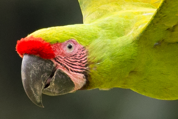 100% unsharpened crop