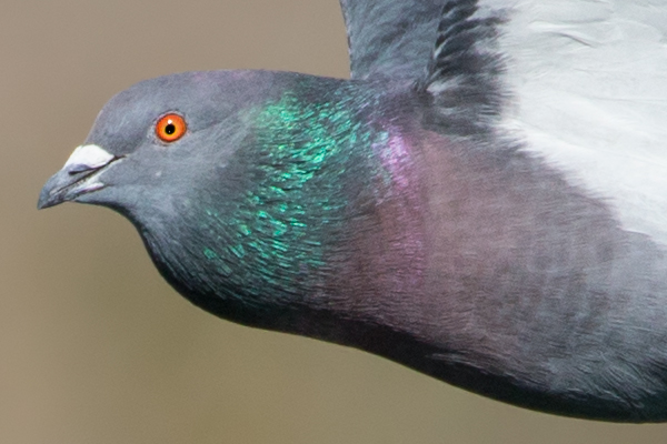 100% unsharpened crop