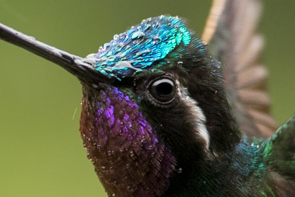 100% unsharpened crop