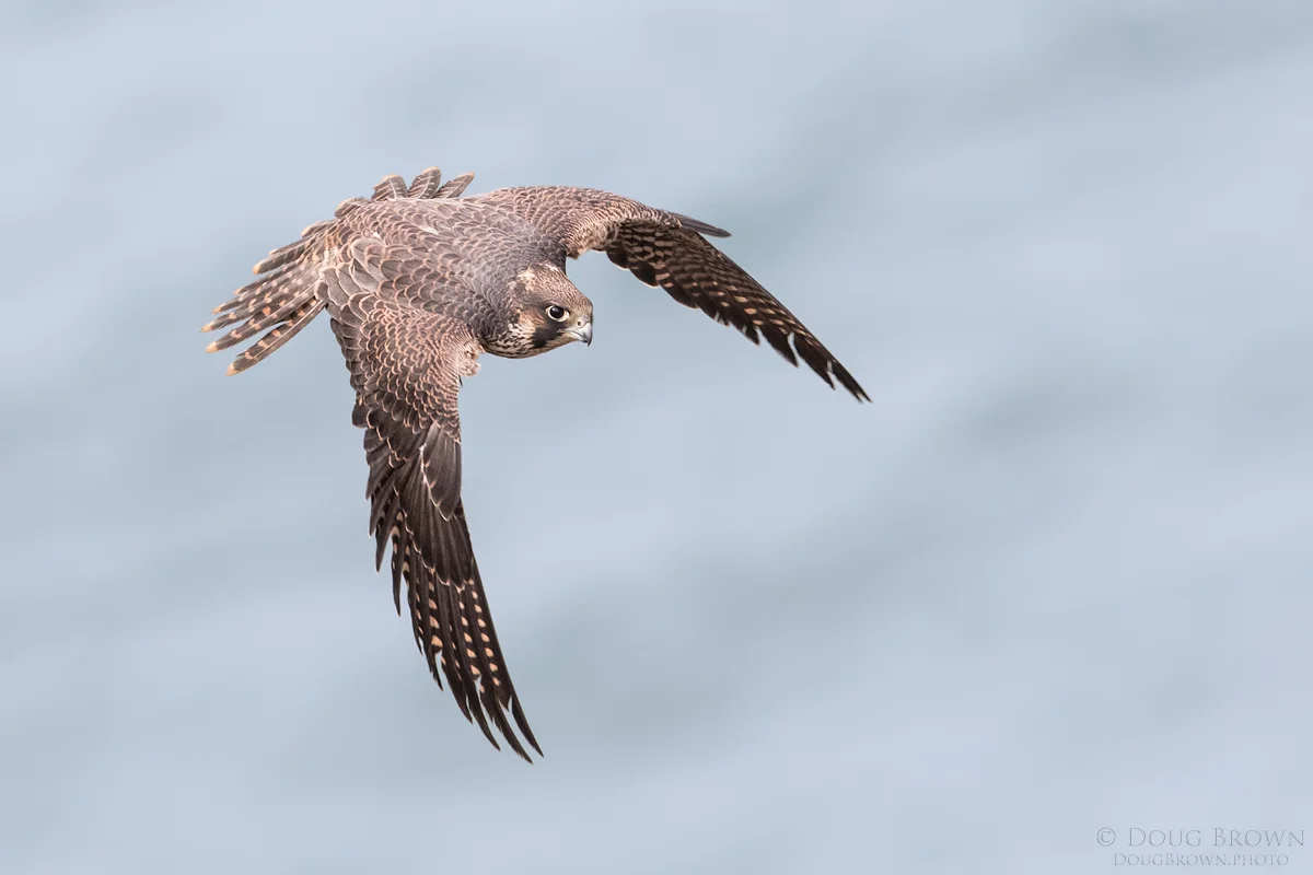 20160621-_85I3938-Peregrine-Falcon-4x6.jpg