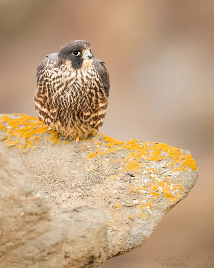 20160621-_85I3328-Peregrine-Falcon-8x10.jpg