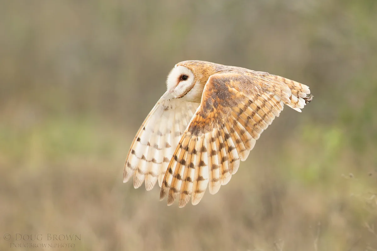 20160108-_A0R0587-Barn-Owl-4x6.jpg