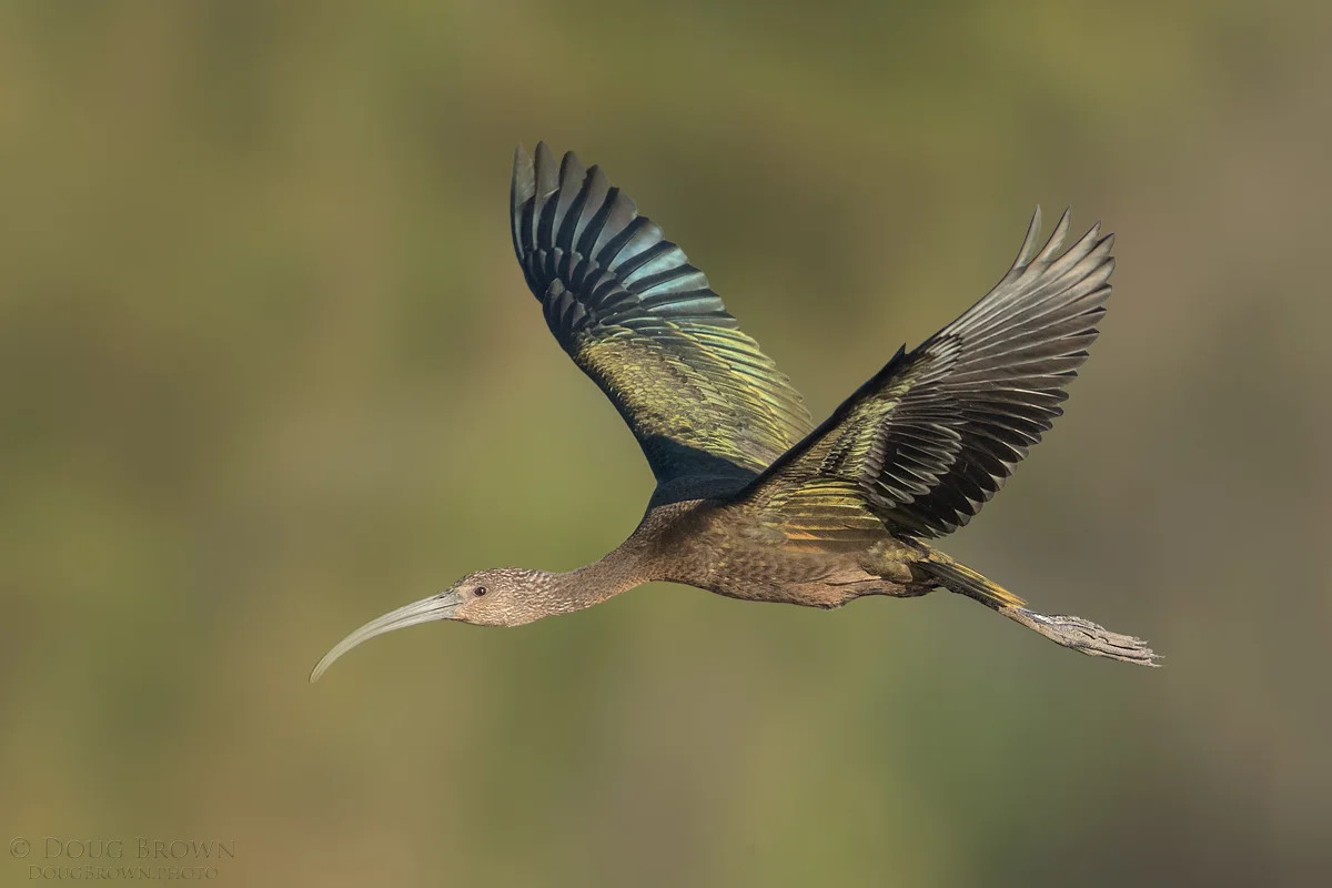 20160905-_85I8536-White-Ibis-4x6.jpg