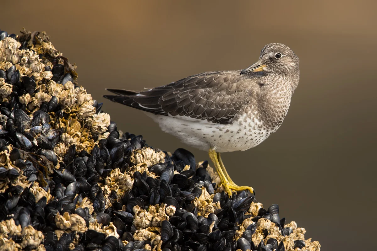 20160811-_85I2491-Surfbird-4x6.jpg