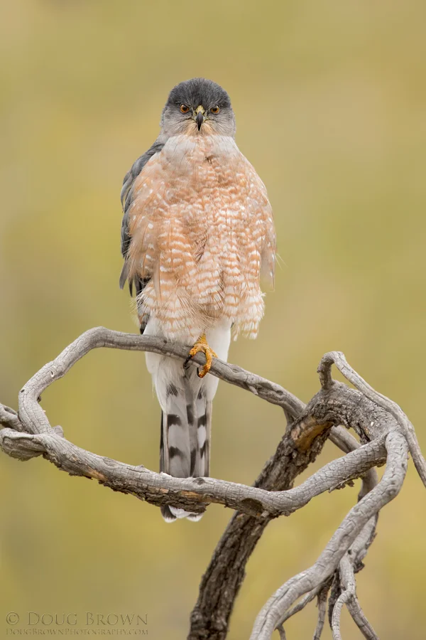 20161008-_Z2A3602-Cooper's-Hawk-v2-4x6.jpg