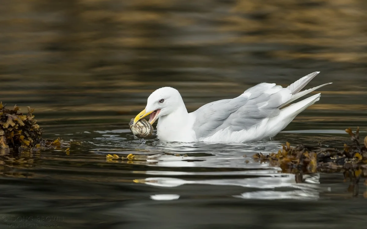 20160808-_85I7174-Glaucous-winged-Gull-16x10.jpg