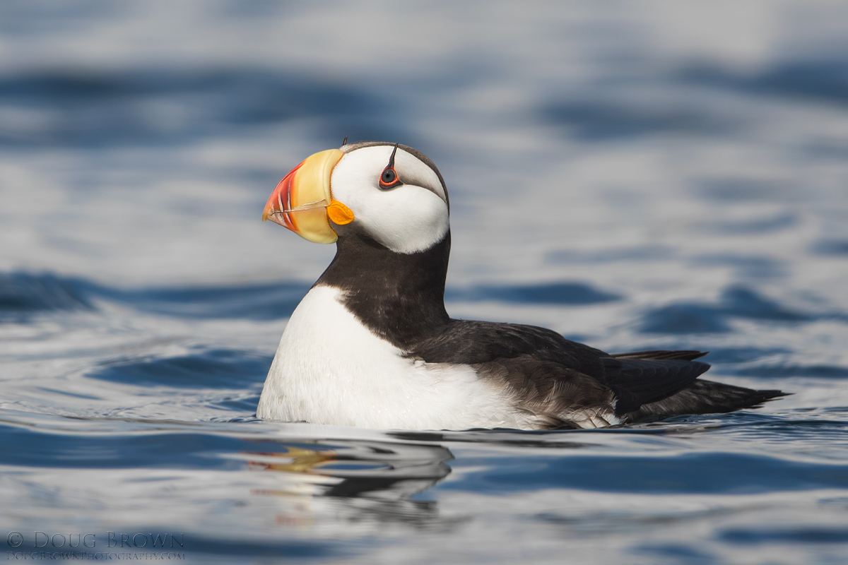 20160811-_85I2198-Horned-Puffin-4x6.jpg