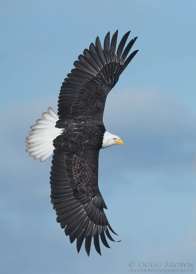 20130308-_A0R5456-Bald-Eagle-v2-5x7.jpg