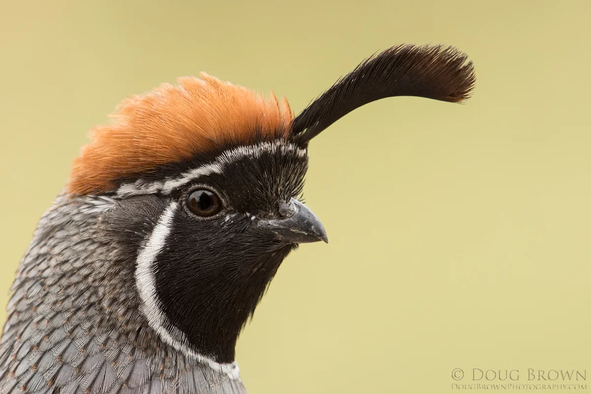 20161008-_Z2A3630-Gambel's-Quail-4x6.jpg