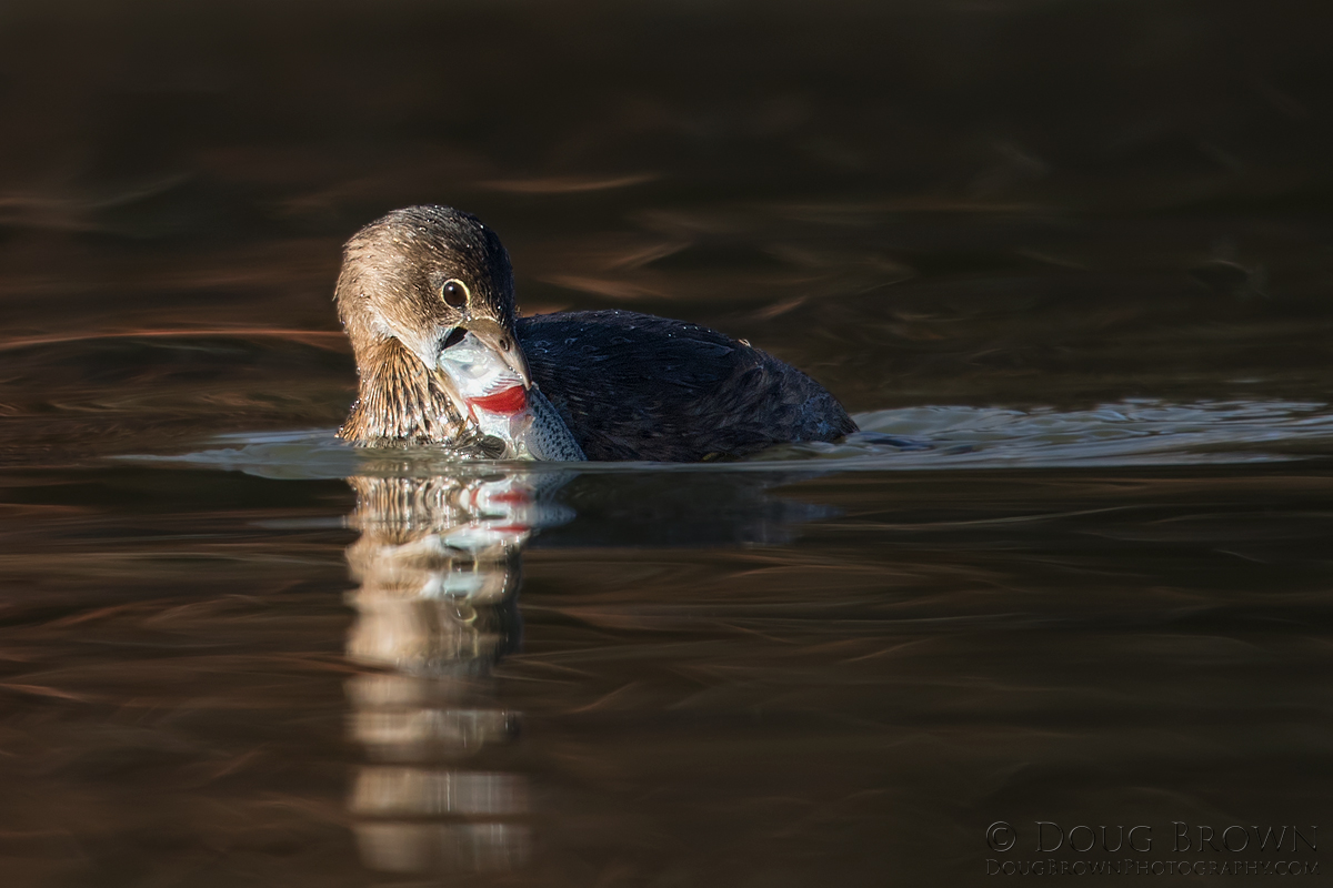 20161226-_Z2A2050-Pied-billed-Grebe-4x6.jpg