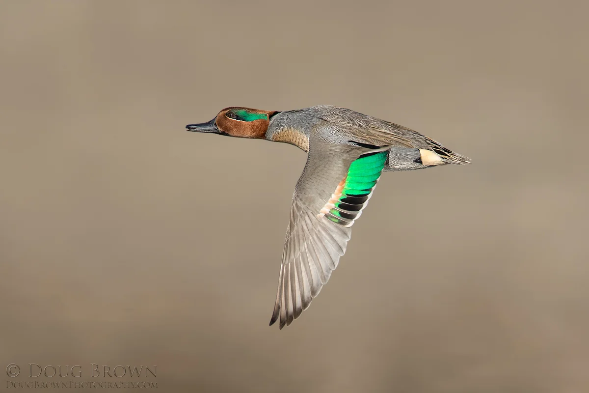 20161217-_Z2A1172-Green-winged-Teal-4x6.jpg