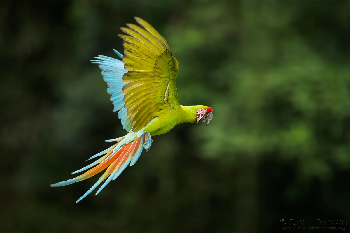 20160208-_A0R7319-Great-Green-Macaw-4x6.jpg