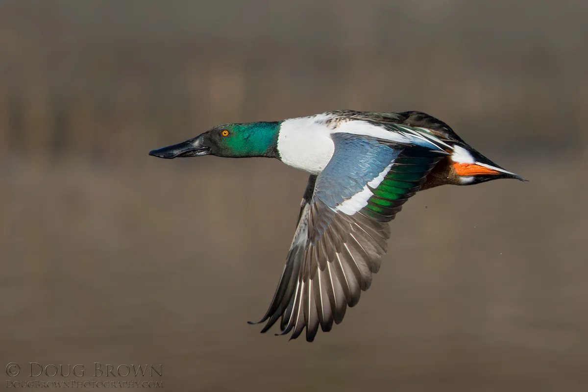 20161217-_Z2A1241-Northern-Shoveler-4x6.jpg