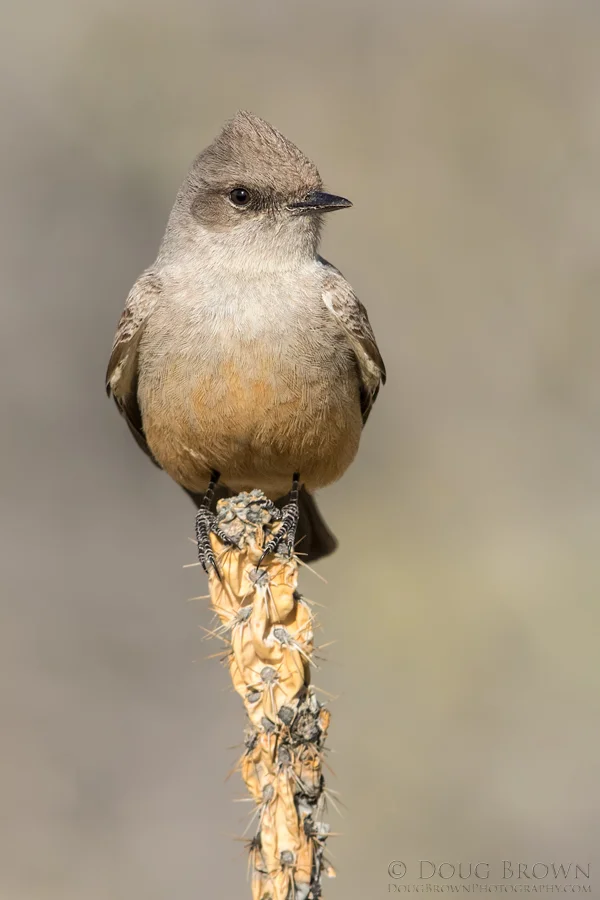 20150405-_D4A3931-Say's-Phoebe-4x6.jpg