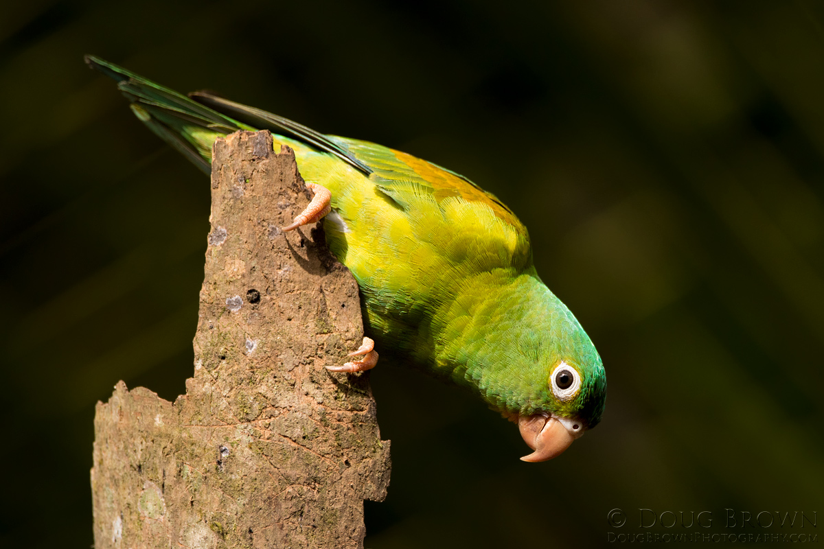 Orange-chinned Parakeet