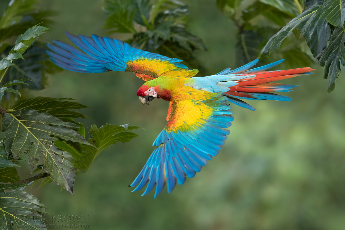 Hybrid Scarlet-Great Green Macaw