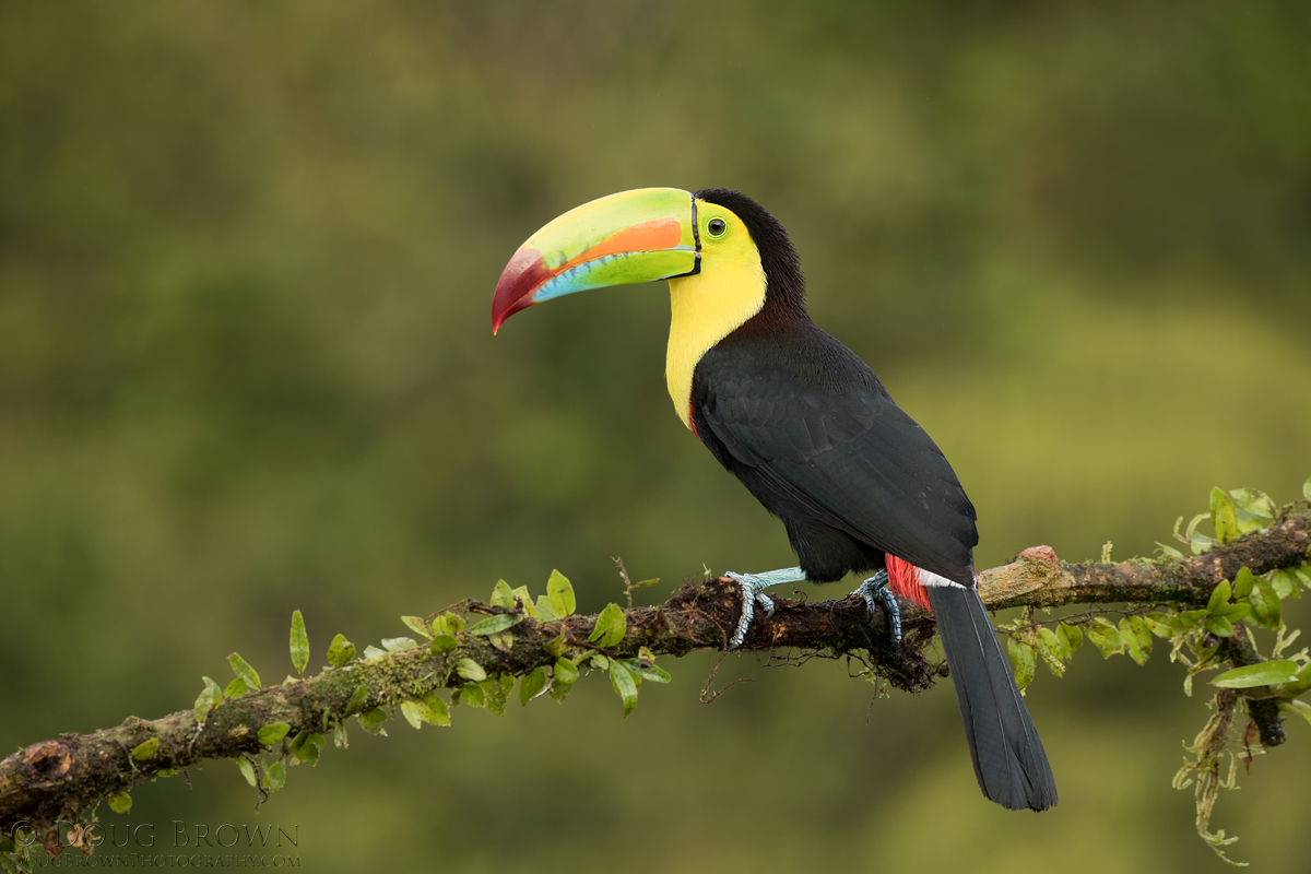 Keel-billed Toucan