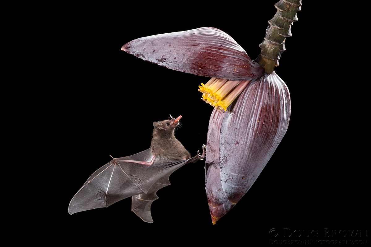 Pallas' Long-tongued Bat