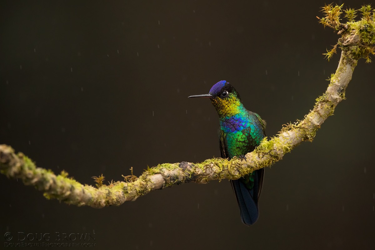 Fiery-throated Hummingbird