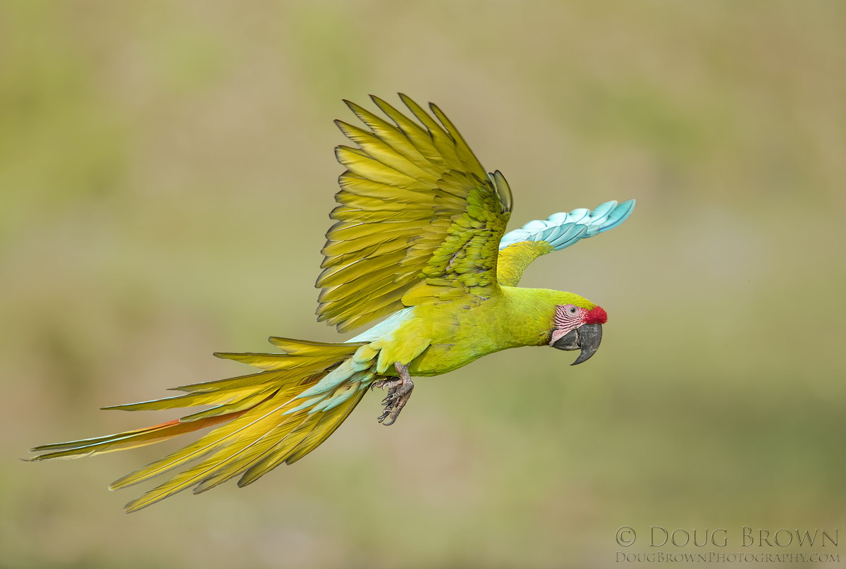Great Green Macaw