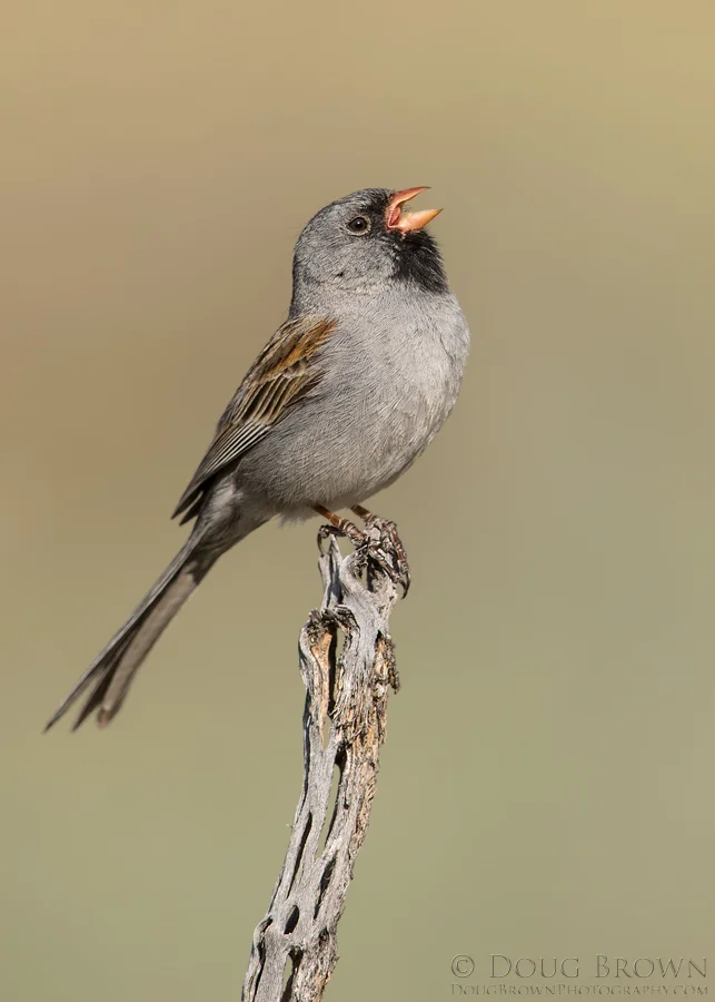 20170506-_Z2A2001-Black-chinned-Sparrow-5x7.jpg