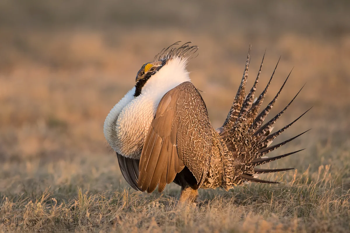 20170413-_85I9636-Greater-Sage-Grouse-4x6.jpg