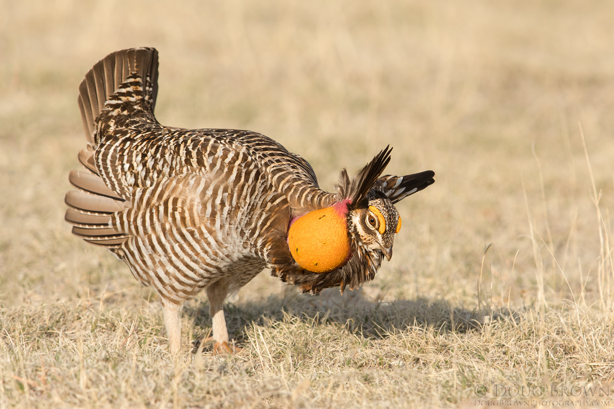 20170414-_Z2A0945-Greater-Prairie-Chicken-4x6.jpg