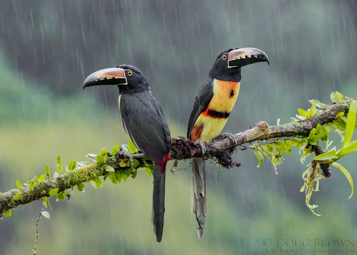 20170131-_Z2A9975-Collared-Aracaris-5x7.jpg