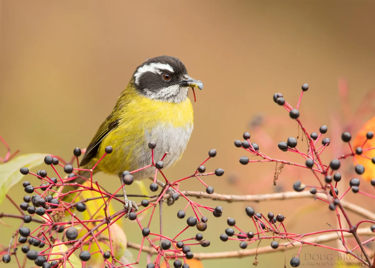 20170207-_Z2A7360-Sooty-capped-Chlorospingus-5x7.jpg