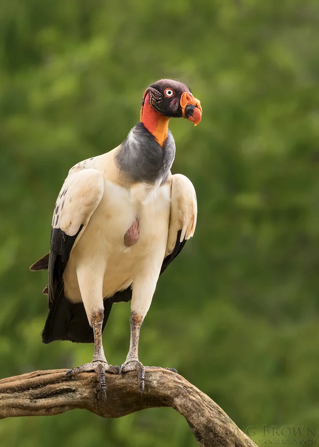 20170130-_Z2A7199-King-Vulture-5x7.jpg